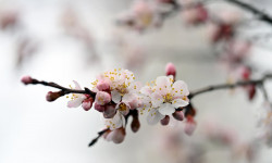 Баткен өнүккөн аймакка айланат