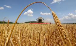 Россиядан 7 миң тоннага жакын дан өсүмдүктөрүнүн үрөнү келет