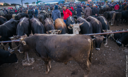Баткактан арыла албаган базарлар