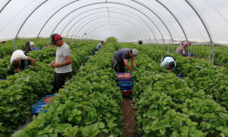 Британия Кыргызстанга 1 миң квота бөлдү