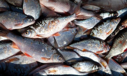 Балык чарбасынын көйгөйлөрү жана келечеги талкууланды