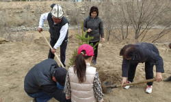 "Жашыл мурас" өнөктүгүнүн алкагында Нарын шаарында жаңы сейил бак пайда болду