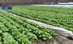 Жеңилдетилген насыя алчулардын саны өсүүдө