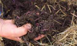 "Биогумус" багып, жер семиртүүнүн жолун тапкан Теңир-Тоо жергеси 