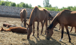 Министрлер Кабинетинин башчысынын катышуусунда асыл тукум жылкы чарбаларынын абалы талкууланды