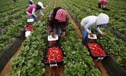 Англияга жумушка барууга 700 киши тандалды