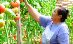 Дыйкандарга "Айыл чарбасын каржылоо" долбоору аркылуу 3,5 миллиард сомго жакын насыя берилди