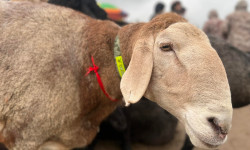 "Арашан" койлорунун эл аралык көргөзмөсү өттү