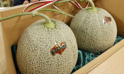 Японияда жогорку сорттогу эки коон кымбат сатылды