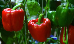 Жалал-Абад облусунда болгар калемпири чет өлкөгө сатылууда