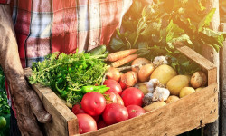 Азык-түлүк коопсуздугун камсыздоо