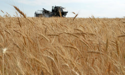  Жайыл районунда дан эгиндеринин чабыгы башталды