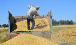 Чүй облусунда дан эгиндерин оруп-жыйноо иштери башталды