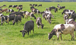 Москва районунда бодо малдардын өлүмү катталды