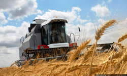  Чүйдө кызылча менен дан эгиндеринин түшүмүдүүлүгү жогору