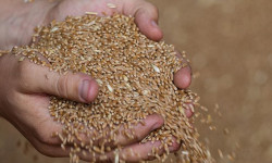 Кыргызстанда быйыл буудай менен кант кызылчасы былтыркыга караганда аз эгилди