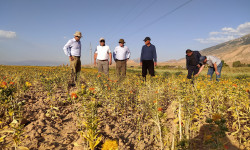 Нарында сафлор өсүмдүгүнүн аянты кеңеет