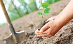 Жаңы курулуп жаткан мектептердин айланасы көрктөндүрүлүүдө