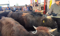 Ош облусундагы 11 мал базардын дээрлик баары талапка жооп бербейт