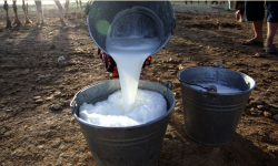 Сүт өндүрүүчүлөр жеңилдетилген насыя ала алат