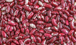 Таласта учурда төө буурчак жыйналууда