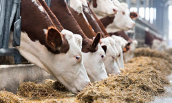 Оңдолбогон мал базарлар жабылабы?