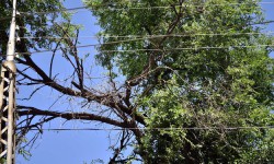 Сынган бутактардан арылуу иштери жүрүүдө