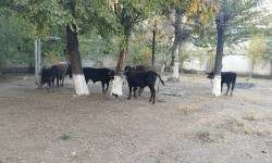 Мал уурулук боюнча шектүү топ кармалды