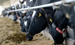 Кочкордо асыл тукум мал идентификацияланууда