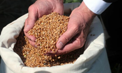 Дотация менен 2204 дыйкан үрөн алды