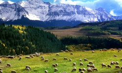 Жайыттардан чогулган жыйымдын көлөмү көбөйдү