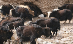 Азербайжанга топоздор жөнөтүлүүдө