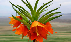 Баткенди калыбына келтирүү