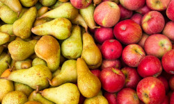 Кышында алама жана алмурут сактоонун сырлары 