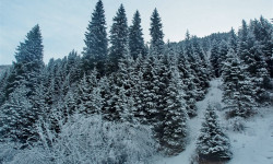 2022-жылы токой фондунун пайдаланууга берилген жер аянттарынан 89,7 млн сом түштү