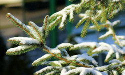 31-январга карата өлкө аймагында күтүлгөн аба ырайы