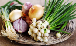 Пиязды чет өлкөгө алып чыгууга тыюу салынды