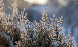 6-февралга карата Кыргызстанда күтүлгөн аба ырайы