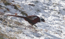 Таласта кыргоолдорду көбөйтүү боюнча иштер жүргүзүлдү