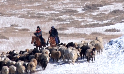 Ат-Башынын Ак-Сай өрөөнүндө карышкыр күч болуп, калктуу конушка чейин кирип келүүдө
