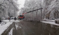 Элдик Репортер: В Бишкеке деревья падают под тяжестью снега 