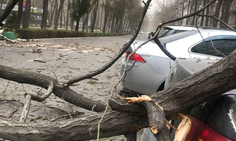 В Бишкеке и Чуйской области из-за сильного ветра пострадали 24 человека