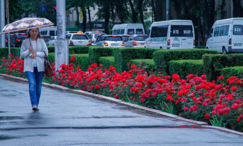 "Зеленстрой": весной Бишкек зацветёт красивыми и яркими цветами 