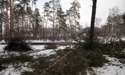 Мораторий на вырубку ценных древесных пород на 15 лет