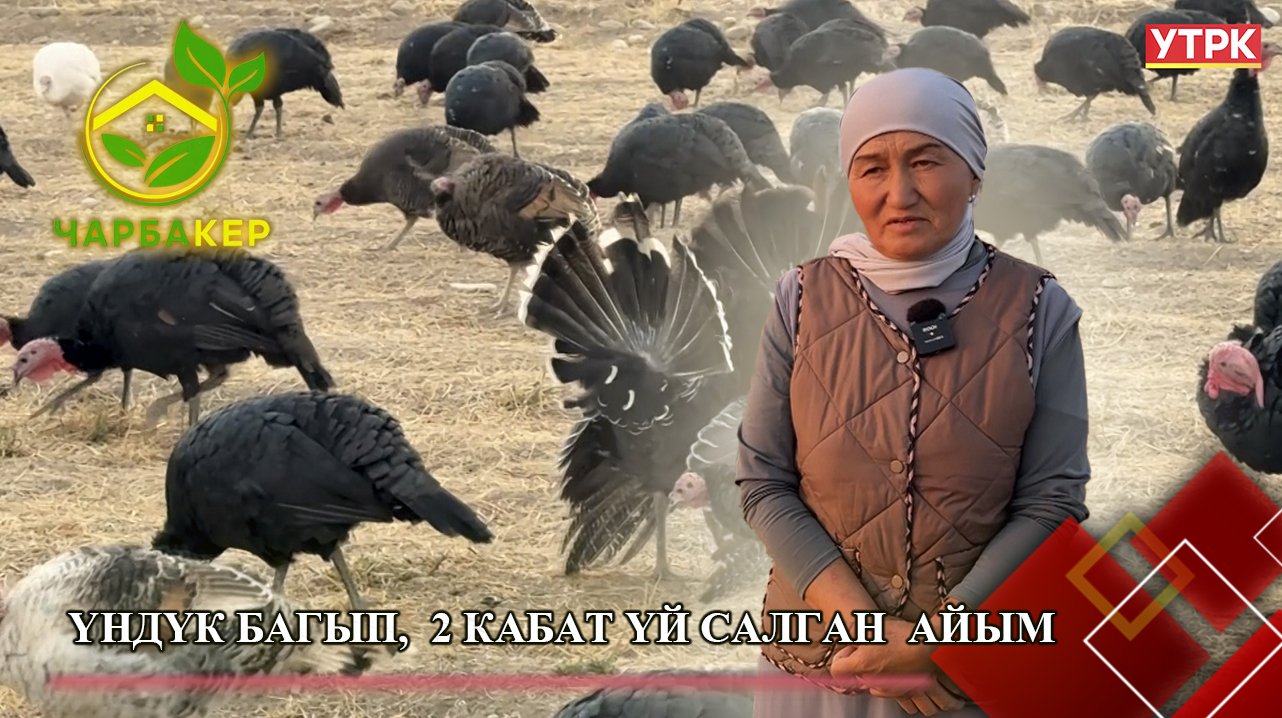 Үндүк багып,  2 кабат үй салган  айым // ЧАРБАКЕР