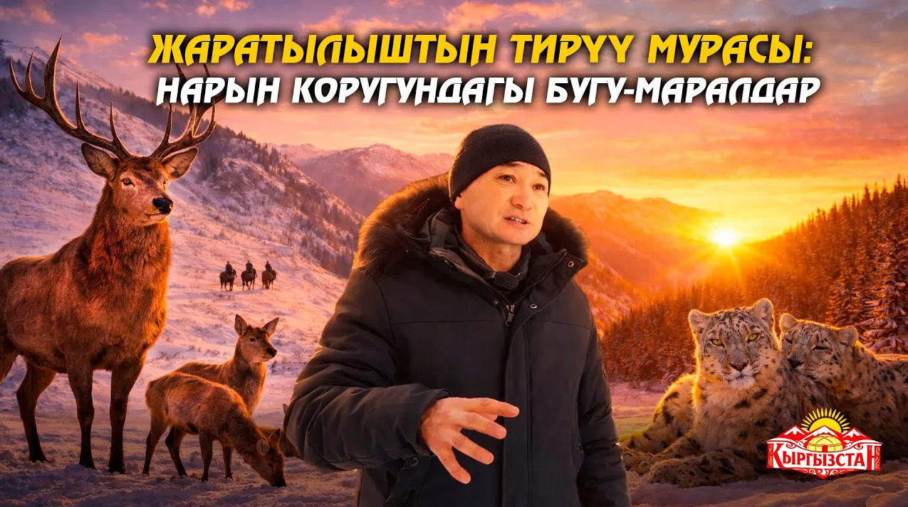 Жаратылыштын тирүү мурасы: Нарын коругундагы бугу-маралдар