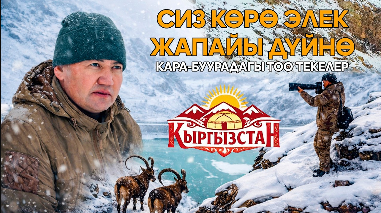 Сиз көрө элек жапайы дүйнө: Кара-Буурадагы тоо текелер 