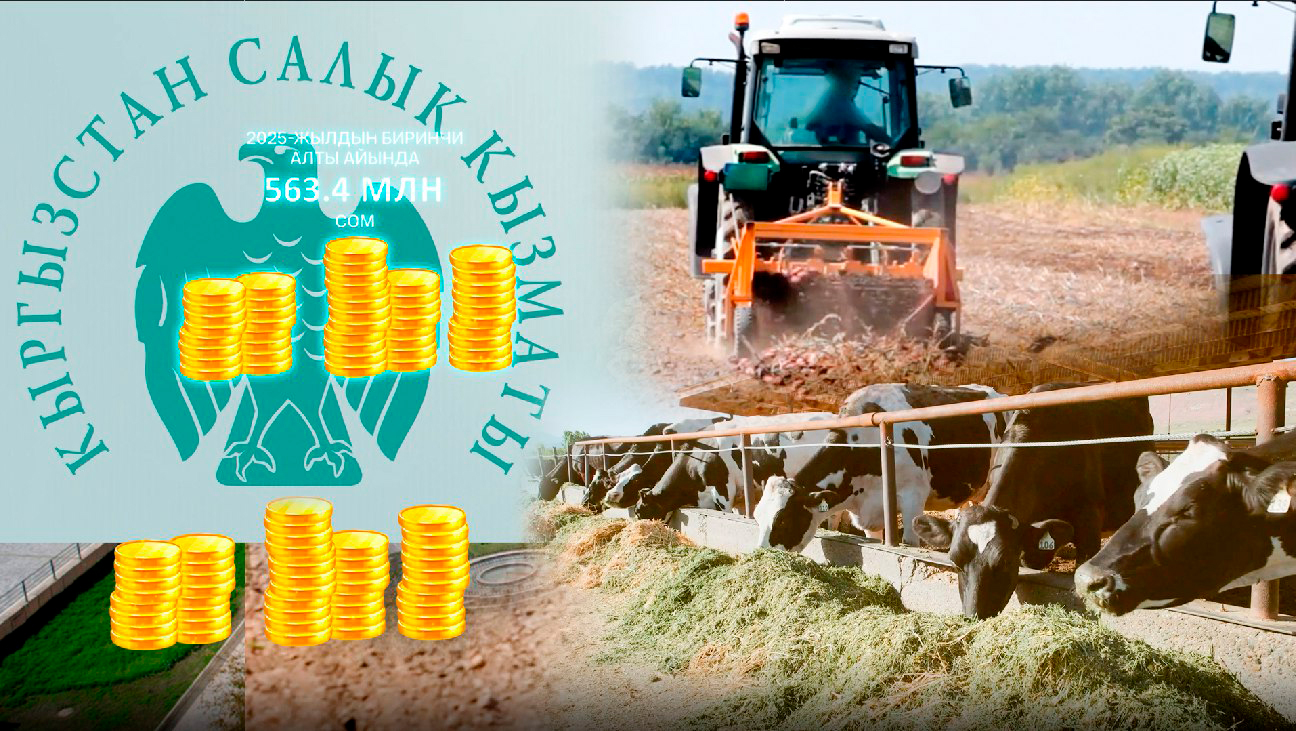 Жарым жылда айыл чарбасынан түшкөн салык 563 млн сомдон ашты