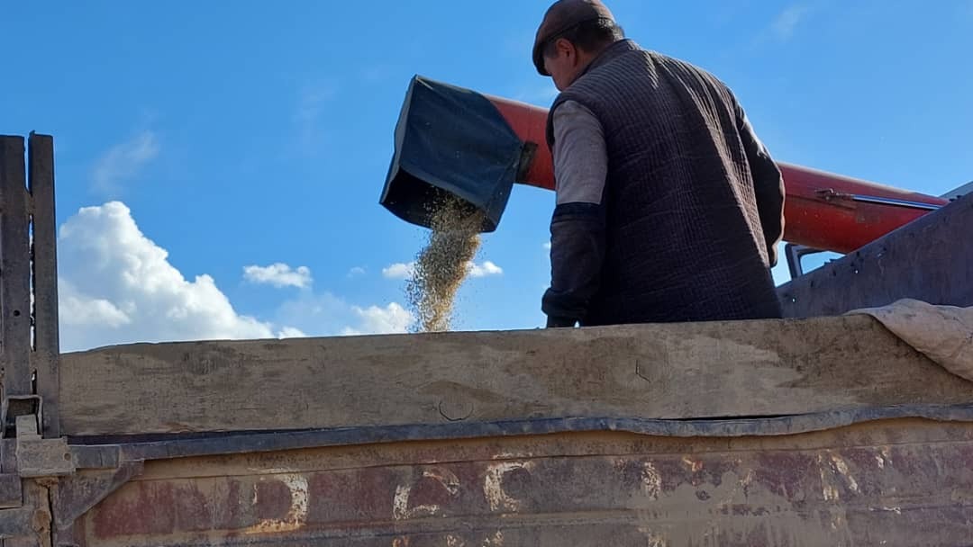 Нарын облусунда тоют жана дан эгиндеринин түшүмү көбөйдү