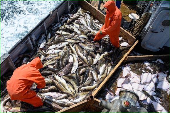 Быйыл Кыргызстандан канча балык сыртка экспорттолгон?